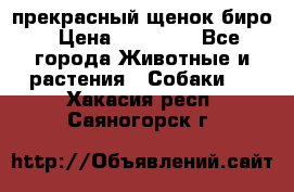 прекрасный щенок биро › Цена ­ 20 000 - Все города Животные и растения » Собаки   . Хакасия респ.,Саяногорск г.